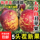 【大涼山冰糖心】新鮮鹽源丑蘋(píng)果大涼山冰糖心孕婦當季整箱包郵 【整箱2斤】嘗鮮裝中果6-8個(gè)