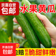 山東壽光無(wú)刺水果黃瓜現摘時(shí)令果蔬蔬菜小青瓜即食生吃沙拉食材 帶箱4斤【無(wú)刺】