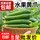 山東一口脆即食迷你水果黃瓜  京東快遞包郵 帶箱2斤
