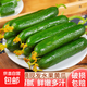 荷蘭水果黃瓜保鮮保脆爽口小黃瓜整箱新鮮現發(fā)即食減肥小水果零食 壽光田柳小黃瓜 3斤
