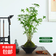 米竹盆栽水培植物室內客廳苔蘚球盆景辦公室桌面四季常青好養綠植 米竹苔蘚球【斗型黑陶盆】