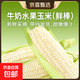 【綠色食品】福建武夷山爆漿冰糖牛奶水果玉米開(kāi)袋即食直播間超市 爆漿超甜牛奶水果玉米8根裝 含箱6斤