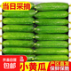 壽光水果黃瓜新鮮蔬菜小青瓜果蔬餐廳擺盤(pán)西餐開(kāi)胃光滑無(wú)刺清爽 帶箱5斤【代餐優(yōu)選】