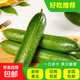 【超市品質(zhì)】山東當季新鮮精品水果黃瓜生吃脆甜爽口健康輕食蔬菜 精品水果黃瓜 3斤 凈重