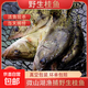 微山湖野生桂魚(yú)鮮活生態(tài)鱖魚(yú)現殺凈膛桂花魚(yú)漁民捕撈 1.5斤/條(宰殺后15%左右損耗)