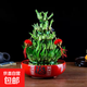 節節高富貴竹塔水培室內植物盆栽竹子轉運開(kāi)運竹發(fā)財富貴竹寶塔竹 5層竹塔+紅福陶瓷盆