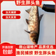 微山湖野生胖頭魚(yú)花鰱鳙魚(yú)新鮮活魚(yú)現殺凈膛漁民捕撈 微山湖胖頭魚(yú) 5斤/條（宰殺后15-20%損耗）