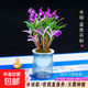 蘭花苗 七彩香水石斛 好養綠植濃香型石斛改善睡眠綠植 七彩石斛15苗當年開(kāi)花 帶水培盆 含盆