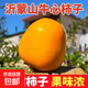 山東牛心柿子脆柿子新鮮水果當季黃甜硬柿子火晶特產(chǎn)整箱柿子 凈重5斤 單果70g+
