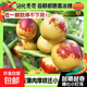 沾化冬棗新鮮水果山東脆甜棗王高山脆甜棗應季現摘大棗鮮棗 帶箱1斤 單果8g+