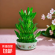 節節高富貴竹塔水培室內植物盆栽竹子轉運開(kāi)運竹發(fā)財富貴竹寶塔竹 5層竹塔+塑料盆