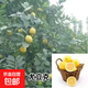 檸檬樹(shù)苗香水檸檬樹(shù)食用青檸檬樹(shù)苗四季盆栽帶果檸檬苗高桿檸檬樹(shù) [5年尤力克 （開(kāi)春結果）]【50-60高】 0.6-1公分粗