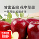 現摘2025年甘肅天水花牛蘋(píng)果整箱當季新鮮紅蛇果粉面生鮮A16 帶箱3斤  果徑65-70mm