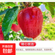 2025年現摘甘肅天水花牛蘋(píng)果當季新鮮紅蛇果粉面生鮮寶寶輔食W11 帶箱1斤  果徑65-70mm