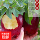 甘肅天水花牛蘋(píng)果整箱當季新鮮紅蛇果粉面脆甜多汁生鮮A5 帶箱1斤  果徑65-70mm