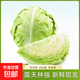 新鮮圓白菜卷心菜水果甘藍早餐蔬菜涼拌即食清炒火鍋生鮮超市 新鮮圓白菜5斤含箱