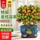 特級四季金桔盆栽帶果發(fā)貨可食用觀(guān)賞老樁陽(yáng)臺客廳好養盆景年宵花 【特級】四季金桔30-40cm-招財孔雀藍陶瓷盆 帶青果發(fā)貨