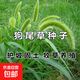 耐旱狗尾草籽四季常青護固土披堿草野草種子雜草種籽荒山綠化護坡 狗尾草種子1斤【護坡復綠固土】