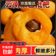正宗云南蒙自高山五星長(cháng)虹甜枇杷新鮮采摘孕婦時(shí)令止咳化痰水果 3斤店長(cháng)推薦（單果重15克+）