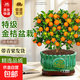 特級四季金桔盆栽帶果發(fā)貨可食用觀(guān)賞老樁陽(yáng)臺客廳好養盆景年宵花 【特級】四季金桔30-40cm-招財翡翠綠陶瓷盆 帶青果發(fā)貨
