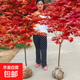 四季紅紅楓樹(shù)日本紅楓樹(shù)苗造型別墅庭院園林綠化苗盆栽紅楓樹(shù)苗 包品種 日本紅楓【紅舞姬】 3厘米粗 1.4米高 帶土球發(fā)貨