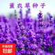 薔薇花種子四季種子種植耐寒循環(huán)開(kāi)花易活盆栽花卉種孑 薰衣草種子100粒+肥料