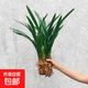 墨蘭蘭花苗盆栽帶花苞發(fā)貨精品名貴花卉綠植物室內四季好養活企黑 墨蘭（裸根無(wú)盆）【3棵裝】