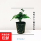矮生云松云竹矮化文竹盆栽盆景辦公室內外桌面微景觀(guān)凈化空氣綠植 矮生云竹【原土】3盆
