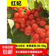 車(chē)厘子樹(shù)苗櫻桃樹(shù)苗南方北方種植水果盆栽矮化嫁接正宗大櫻桃樹(shù)苗 6年苗/紅妃 當年結果 81cm(含)-110cm(含)