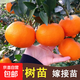 無(wú)核沃柑果樹(shù)苗桔子苗陽(yáng)臺庭院地栽橘子樹(shù)苗南方北方種植 當年結果5年苗