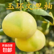 玉環(huán)文旦柚苗:嫁接柚子苗常山柚子樹(shù)苗:南方種植庭院盆栽柚果樹(shù)苗 5年苗【樹(shù)形好】