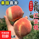 山東蒙陰金秋紅蜜桃紅桃甜新鮮毛桃應季水果現摘桃子多汁正宗昕 蒙陰金秋紅蜜  凈重5斤