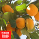 無(wú)核柿子樹(shù)果苗盆栽地栽盤(pán)柿黑柿脆柿甜柿子苗樹(shù)特大庭院果樹(shù)火晶 甜脆柿子5年精選壯苗（當年結果）帶分叉發(fā)貨 70cm(含)-79cm(含)