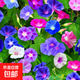 大花牽牛種子爬藤觀(guān)花植物庭院陽(yáng)臺盆栽喇叭花草花種爬藤觀(guān)花植物 混色爬藤牽?；?00粒+肥料