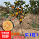 甜脆柿子苗樹(shù)嫁接黑柿樹(shù)火晶水果磨盤(pán)日本脆甜庭院果樹(shù)柿子樹(shù)果苗 二年苗2棵裝【拍下留言品種】 80cm(含)-89cm(含)