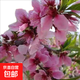 觀(guān)賞桃花紅葉碧桃樹(shù)桃樹(shù)花卉工程綠化紫葉桃風(fēng)景樹(shù)苗庭院園林苗木 青葉碧桃【粉色花】2公分粗 其他