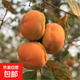 無(wú)核柿子樹(shù)果苗盆栽地栽盤(pán)柿黑柿脆柿甜柿子苗樹(shù)特大庭院果樹(shù)火晶 磨盤(pán)柿子5年精選壯苗（當年結果）帶分叉發(fā)貨 70cm(含)-79cm(含)