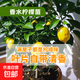 香水檸檬樹(shù)苗帶土發(fā)貨陽(yáng)臺室內盆栽果樹(shù)四季結果觀(guān)賞食用易活包郵 高30-45cm 1棵（原土原葉 全國可種）