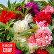 重瓣茶花鳳仙花花種子四季種室內陽(yáng)臺盆栽花卉種子七彩指甲花種籽 茶花鳳仙混色300粒送肥