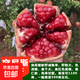 石榴樹(shù)樹(shù)苗突尼斯軟籽石榴苗盆栽庭院果樹(shù)特大帶土無(wú)籽甜石榴樹(shù)苗 店長(cháng)推薦：突尼斯軟籽石榴5年苗帶土帶分枝（當年結果 81cm(含)-110cm(含)