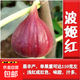 無(wú)花果樹(shù)果苗帶果盆栽樹(shù)苗特大果四季格萊斯果樹(shù)耐寒種植庭院青皮 波姬紅6年大苗 81cm(含)-110cm(含)