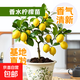 香水檸檬樹(shù)苗帶土發(fā)貨陽(yáng)臺室內盆栽果樹(shù)四季結果觀(guān)賞食用易活包郵 高15-20cm 1棵（原土原葉 全國可種）