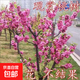 觀(guān)賞桃花紅葉碧桃樹(shù)桃樹(shù)花卉工程綠化紫葉桃風(fēng)景樹(shù)苗庭院園林苗木 碧桃1.2-1.5米高小苗【備注品種】 其他