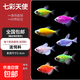 七彩天使魚(yú)紅天使綠老虎大型熱帶金魚(yú)觀(guān)賞魚(yú)好養耐活 2-3cm七彩色天使7條送1條備損