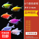七彩天使魚(yú)紅天使綠老虎大型熱帶金魚(yú)觀(guān)賞魚(yú)好養耐活 3-4cm七彩色天使魚(yú)15條送3條備損