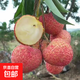 荔枝樹(shù)苗嫁接無(wú)核桂味妃子笑白糖罌糯米糍荔枝苗南北方庭院種植 無(wú)核荔枝【4年苗1棵】 70cm(含)-79cm(含)