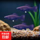 黑瑪麗金白銀瑪麗淡水魚(yú)熱帶魚(yú)觀(guān)賞魚(yú)魚(yú)糧活體特價(jià)小型觀(guān)賞魚(yú)飼料 黑金瑪麗魚(yú)1-3cm5條/送1條防損