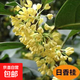 嫁接樹(shù)苗四季桂大型花卉八月庭院原生金丹天香臺閣沉香地盆栽 日香桂 50厘米左右高(實(shí)生苗)