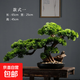 崖柏盆景仿真迎客松高端輕奢綠植盆景擺件造景酒店裝飾仿生樹(shù)玄關(guān) 老樁款式一