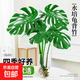 水培植物龜背竹盆栽老樁綠蘿大葉室內觀(guān)葉養桌面綠植耐陰好養常青 精品龜背竹55-60厘米3棵+營(yíng)養液